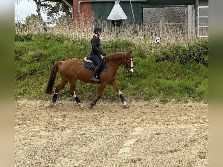 Hanoverian Mare 10 years 15,2 hh Chestnut-Red in Hambergen