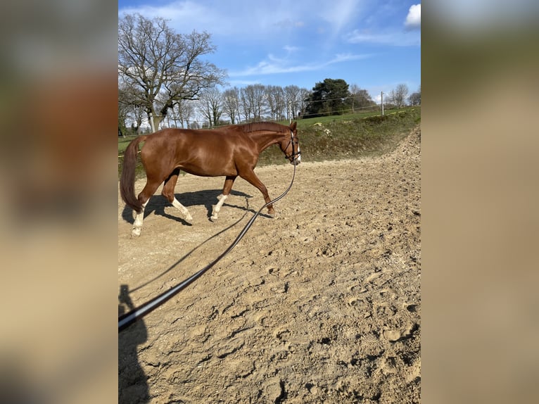 Hanoverian Mare 10 years 15,2 hh Chestnut-Red in Hambergen