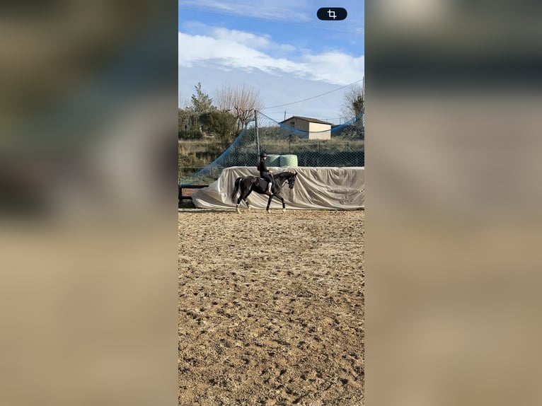 Hanoverian Mare 10 years 15,3 hh Black in Pedrinya (Ajuntament Crespia)