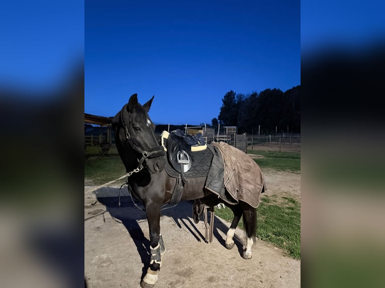 Hanoverian Mare 10 years 15,3 hh Black in Pedrinya (Ajuntament Crespia)