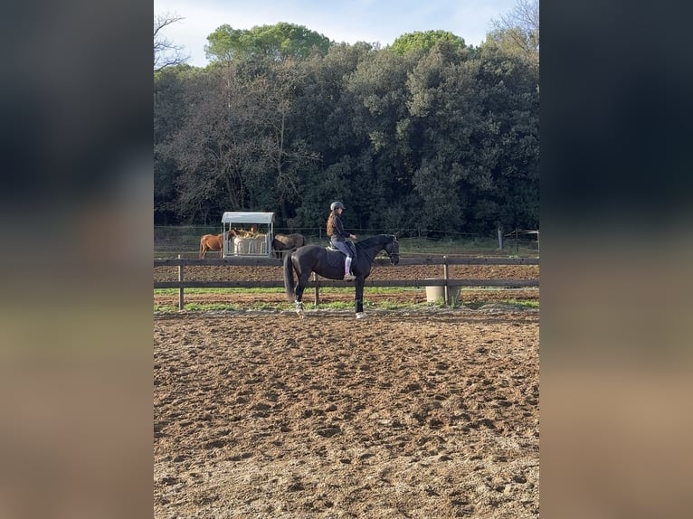Hanoverian Mare 10 years 15,3 hh Black in Pedrinya (Ajuntament Crespia)