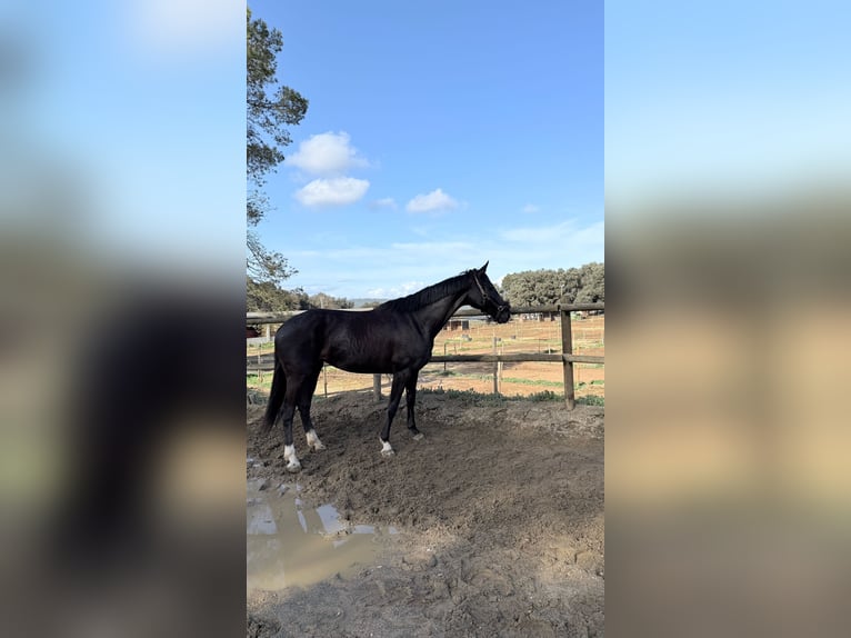 Hanoverian Mare 10 years 15,3 hh Black in Pedrinya (Ajuntament Crespia)