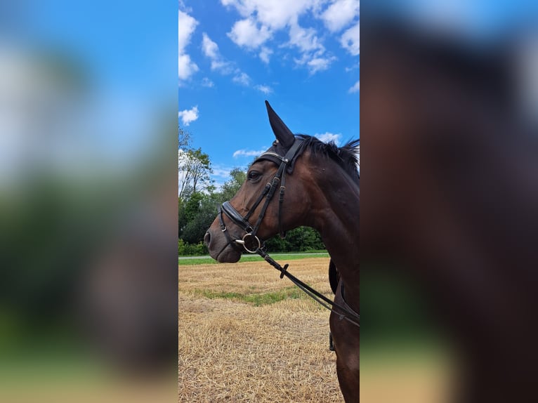 Hanoverian Mare 10 years 15,3 hh Brown in Sonsbeck