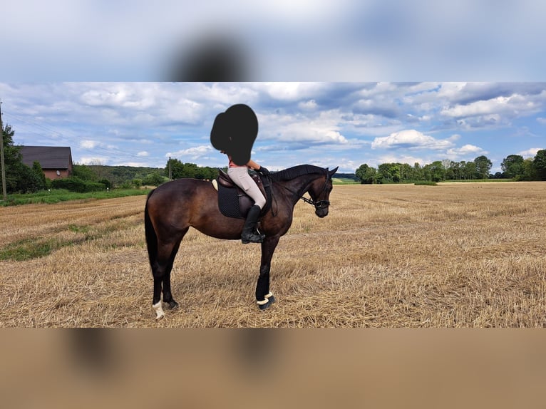 Hanoverian Mare 10 years 15,3 hh Brown in Sonsbeck