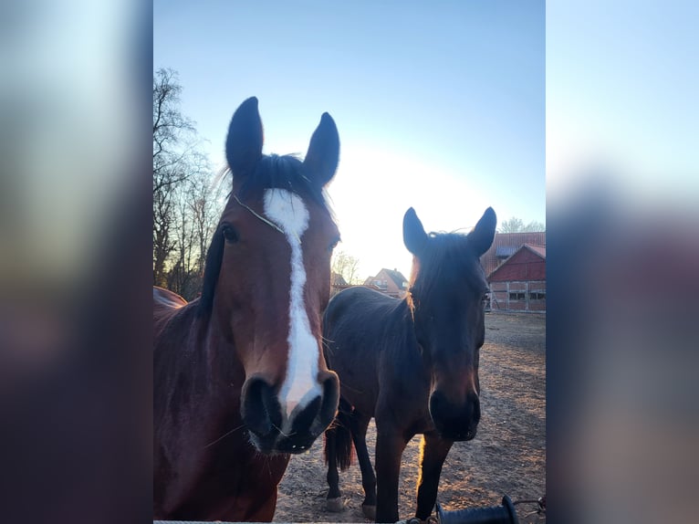Hanoverian Mare 10 years 15,3 hh Brown in Nienburg