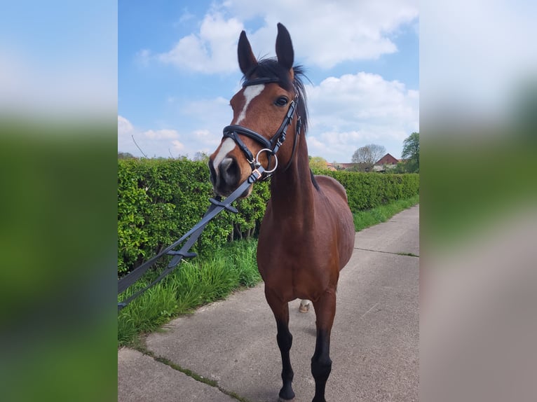 Hanoverian Mare 10 years 15,3 hh Brown in Nienburg