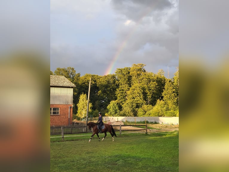 Hanoverian Mare 10 years 15,3 hh Brown in Nienburg