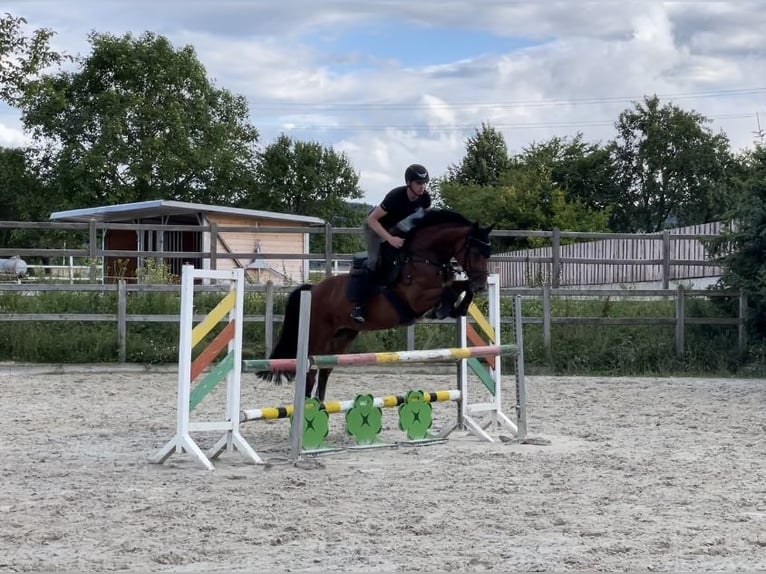 Hanoverian Mare 10 years 15,3 hh Brown in Göttingen