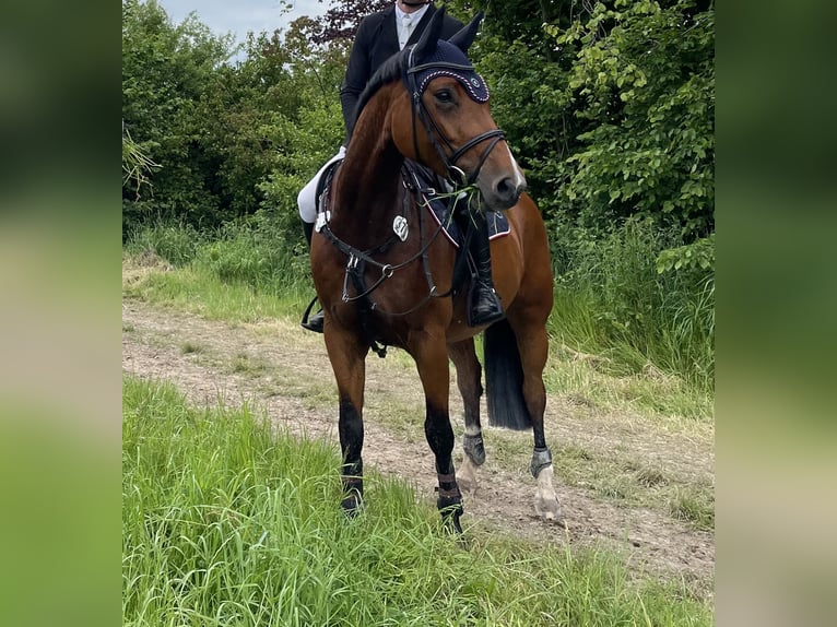 Hanoverian Mare 10 years 15,3 hh Brown in Göttingen