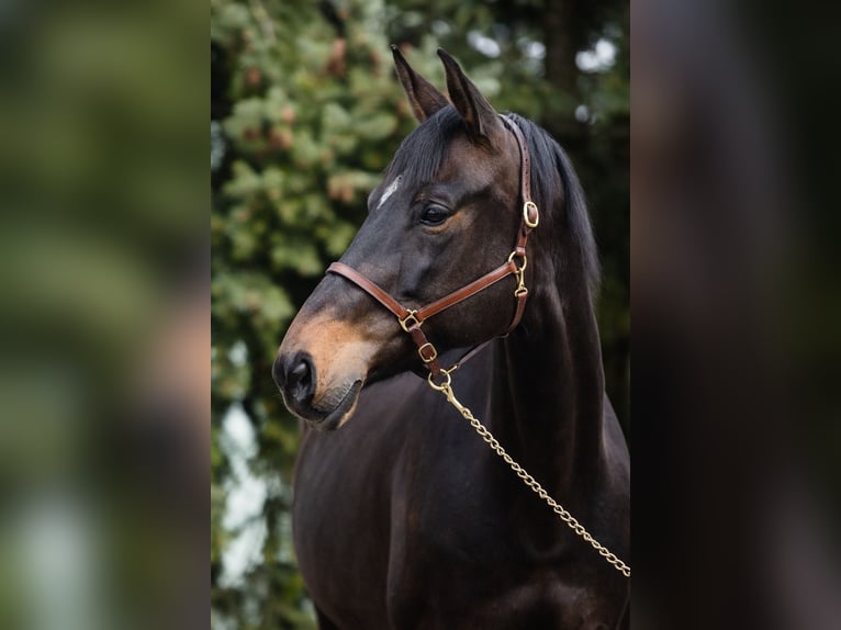 Hanoverian Mare 10 years 16.1 hh Bay-Dark in DUSZNIKI