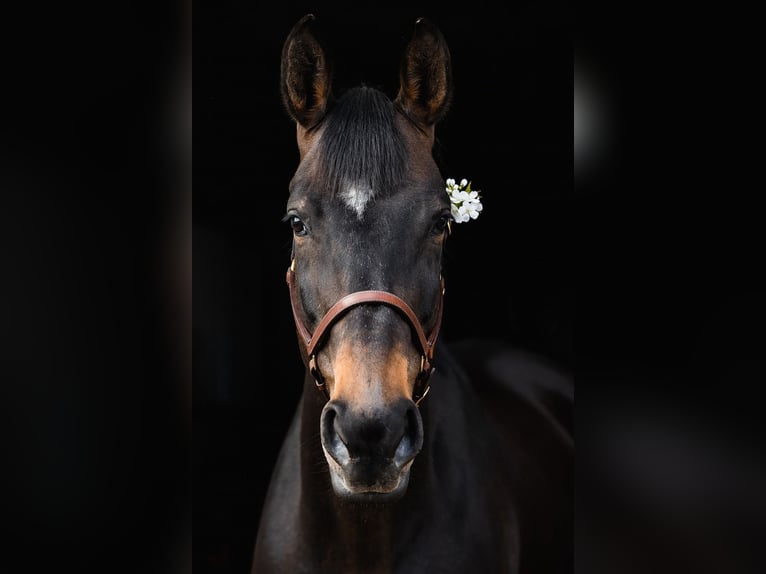 Hanoverian Mare 10 years 16.1 hh Bay-Dark in DUSZNIKI