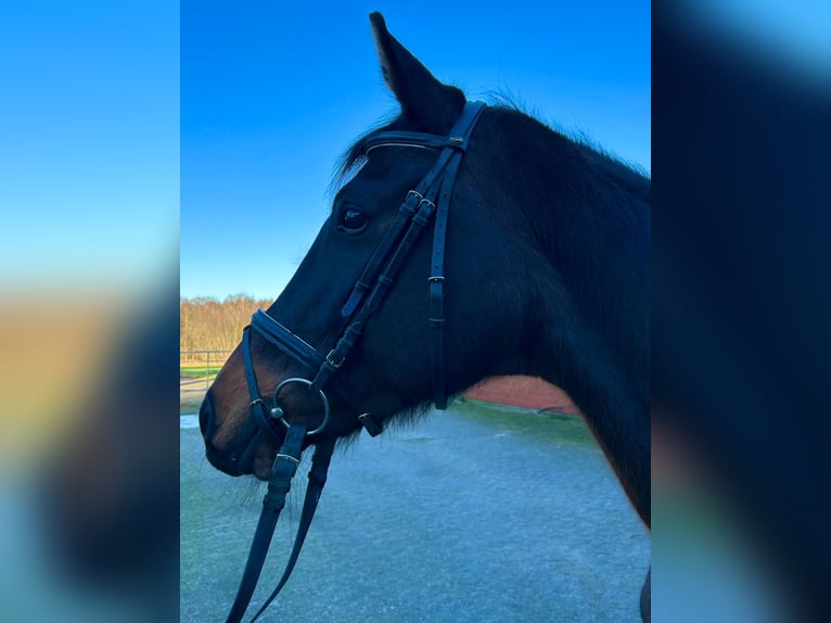 Hanoverian Mare 10 years 16,1 hh Bay-Dark in Geestland