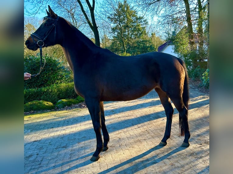 Hanoverian Mare 10 years 16,1 hh Bay-Dark in Geestland