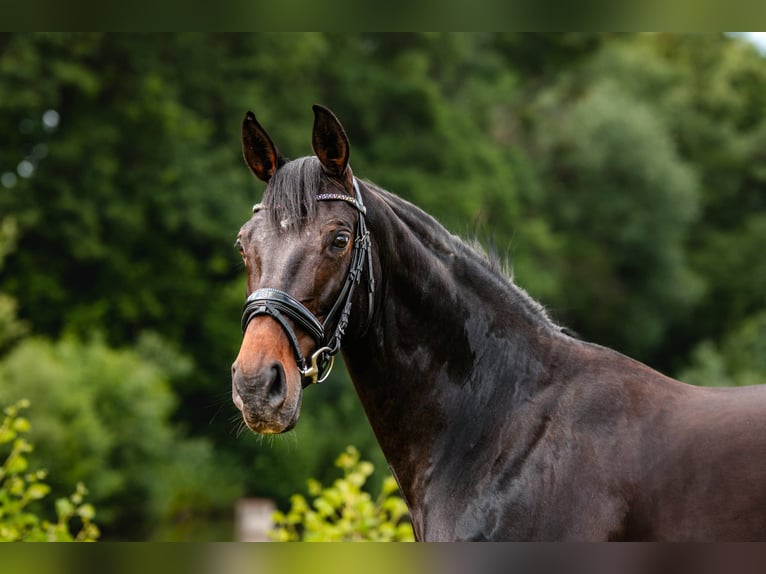 Hanoverian Mare 10 years 16.1 hh Bay-Dark in Prerov