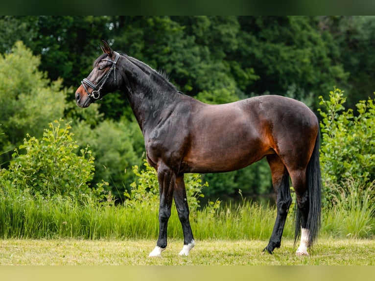 Hanoverian, Mare, 10 years, 16.1 hh, Bay-Dark