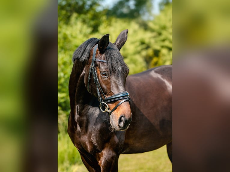 Hanoverian Mare 10 years 16.1 hh Bay-Dark in Prerov