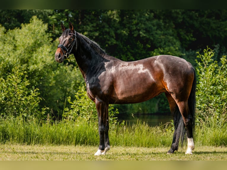 Hanoverian Mare 10 years 16.1 hh Bay-Dark in Prerov