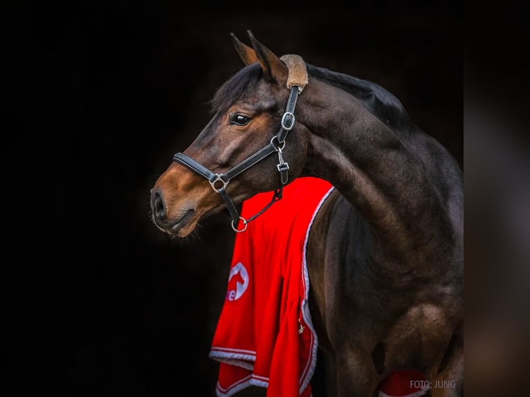 Hanoverian Mare 10 years 16.1 hh Bay-Dark in Verden