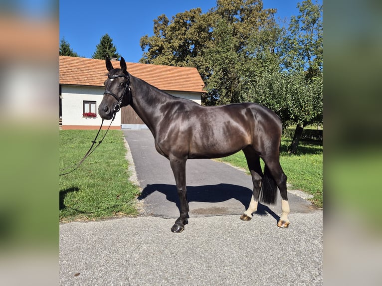 Hanoverian Mare 10 years 16.1 hh Bay-Dark in Brezice