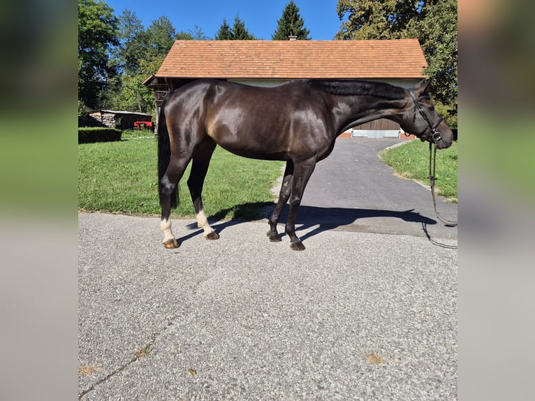 Hanoverian Mare 10 years 16.1 hh Bay-Dark in Brezice