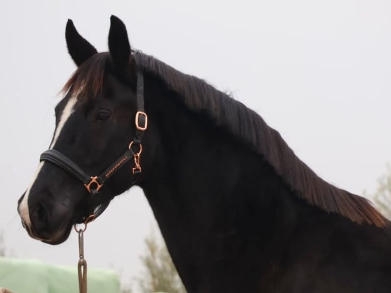 Hanoverian Mare 10 years 16,1 hh Black in Bocholt