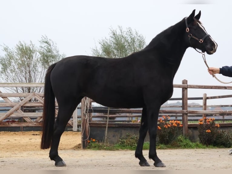 Hanoverian Mare 10 years 16,1 hh Black in Bocholt