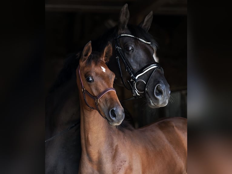Hanoverian Mare 10 years 16.1 hh Black in Taubenheim