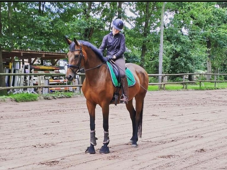 Hanoverian Mare 10 years 16,1 hh Brown in Hassendorf