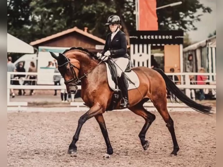 Hanoverian Mare 10 years 16,1 hh Brown in Hassendorf