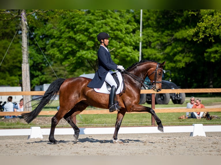 Hanoverian Mare 10 years 16,1 hh Brown in Bremerhaven