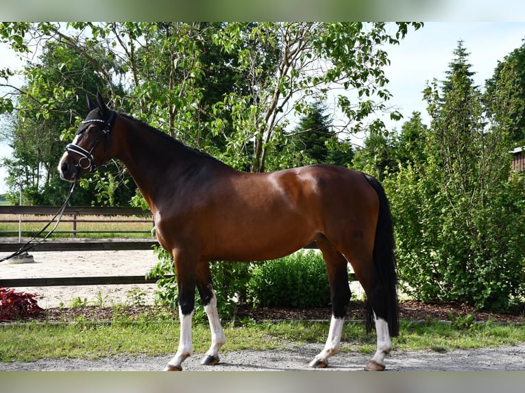 Hanoverian Mare 10 years 16.1 hh Brown in Ebersdorf