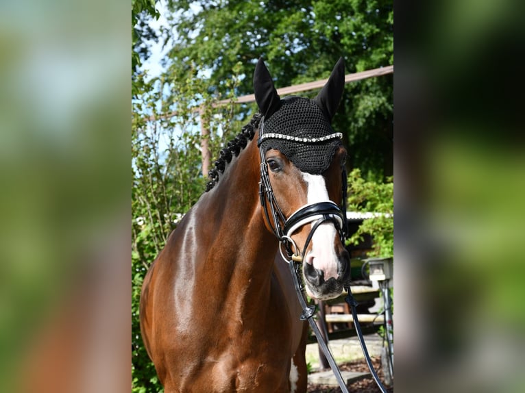 Hanoverian Mare 10 years 16.1 hh Brown in Ebersdorf