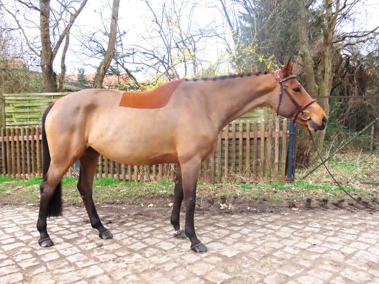 Hanoverian Mare 10 years 16,1 hh Brown in Dresden