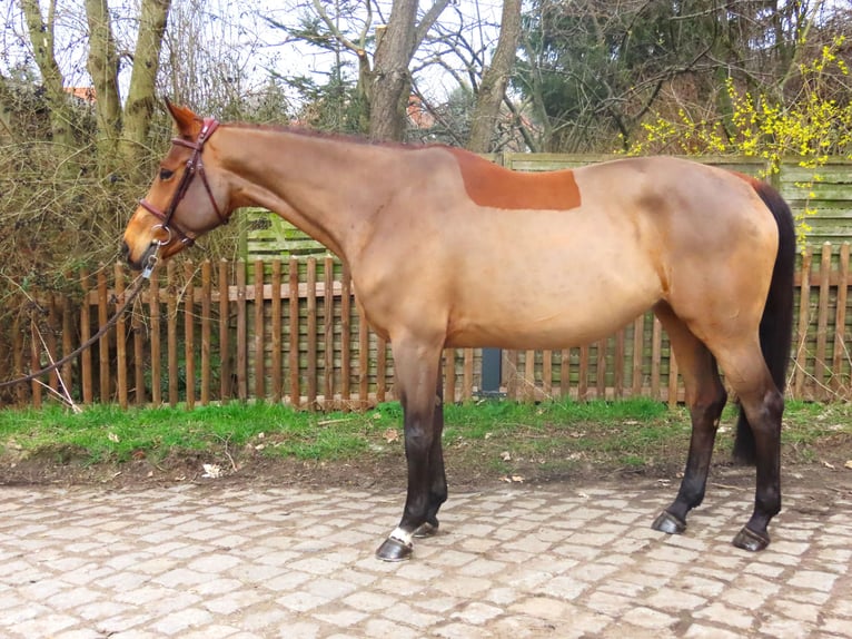 Hanoverian Mare 10 years 16,1 hh Brown in Dresden