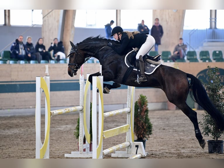 Hanoverian Mare 10 years 16,1 hh Brown in Perchtoldsdorf