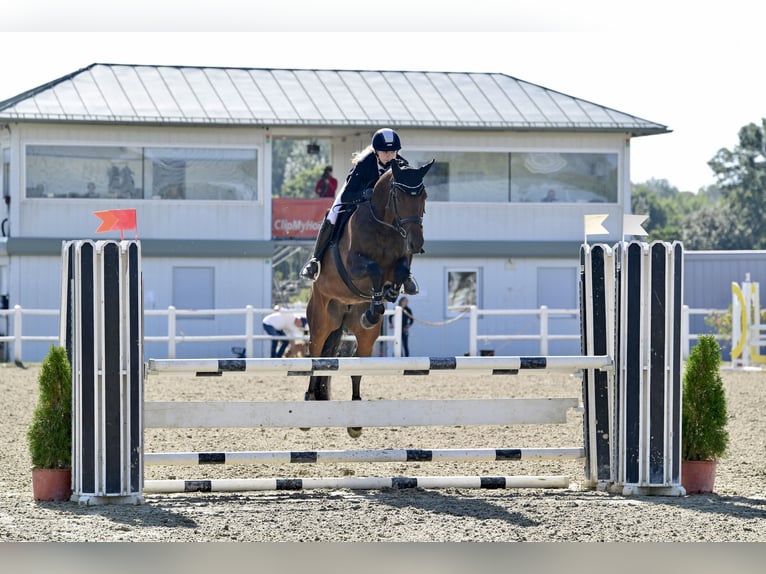 Hanoverian Mare 10 years 16,1 hh Brown in Perchtoldsdorf