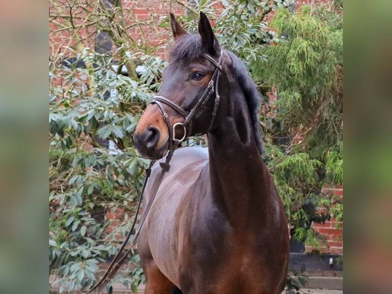 Hanoverian Mare 10 years 16.1 hh Brown in Verden