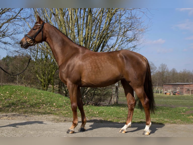 Hanoverian Mare 10 years 16.1 hh Chestnut in Loxstedt