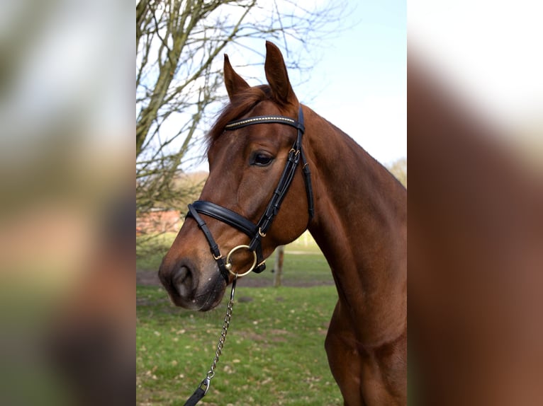 Hanoverian Mare 10 years 16.1 hh Chestnut in Loxstedt