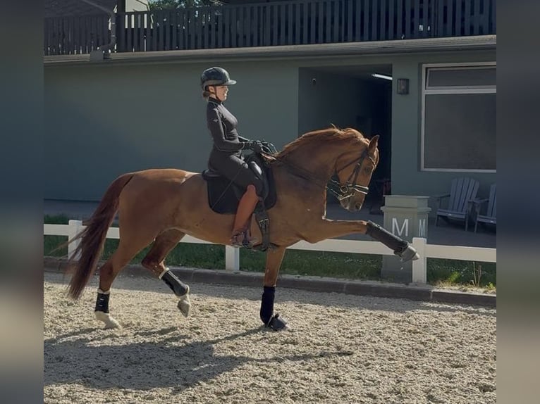 Hanoverian, Mare, 10 years, 16.1 hh, Chestnut