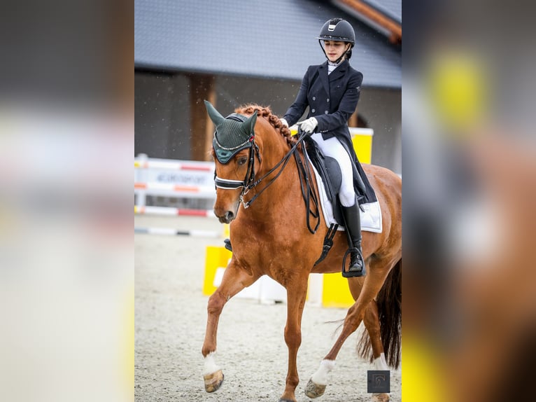 Hanoverian, Mare, 10 years, 16.1 hh, Chestnut
