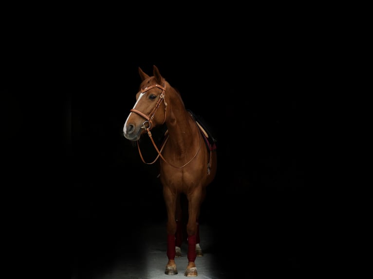 Hanoverian Mare 10 years 16.1 hh Chestnut-Red in Crailsheim