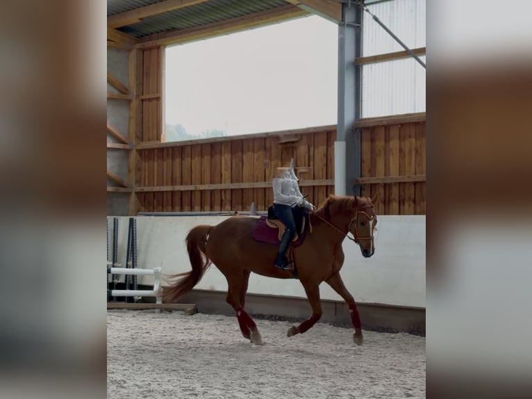 Hanoverian Mare 10 years 16.1 hh Chestnut-Red in Crailsheim