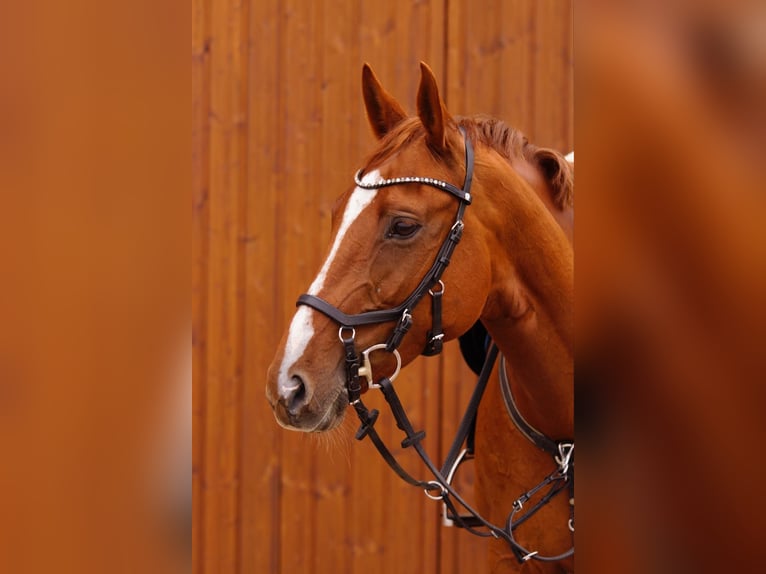 Hanoverian Mare 10 years 16,1 hh Chestnut-Red in Seevetal
