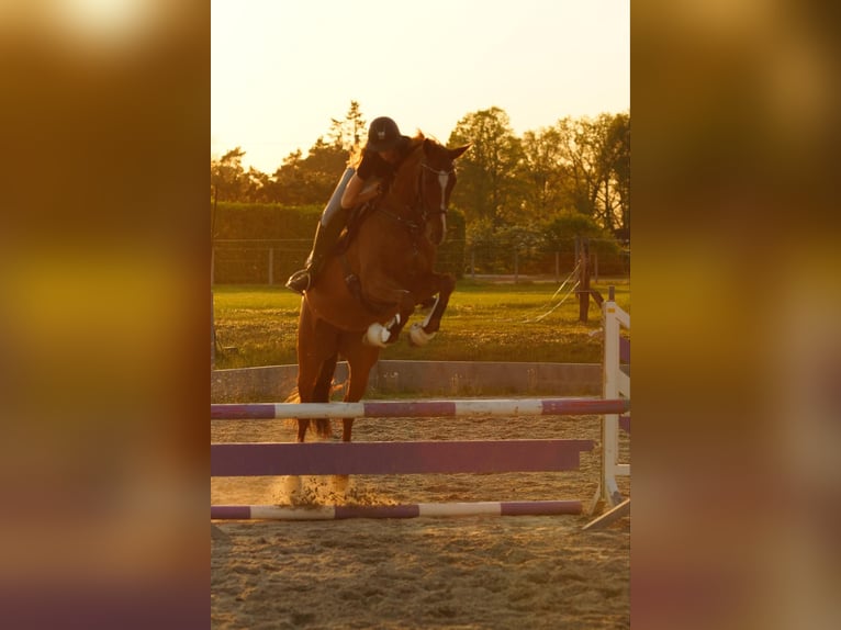 Hanoverian Mare 10 years 16,1 hh Chestnut-Red in Seevetal