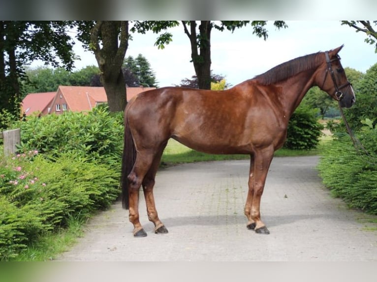 Hanoverian Mare 10 years 16,1 hh Chestnut in Ahlerstedt