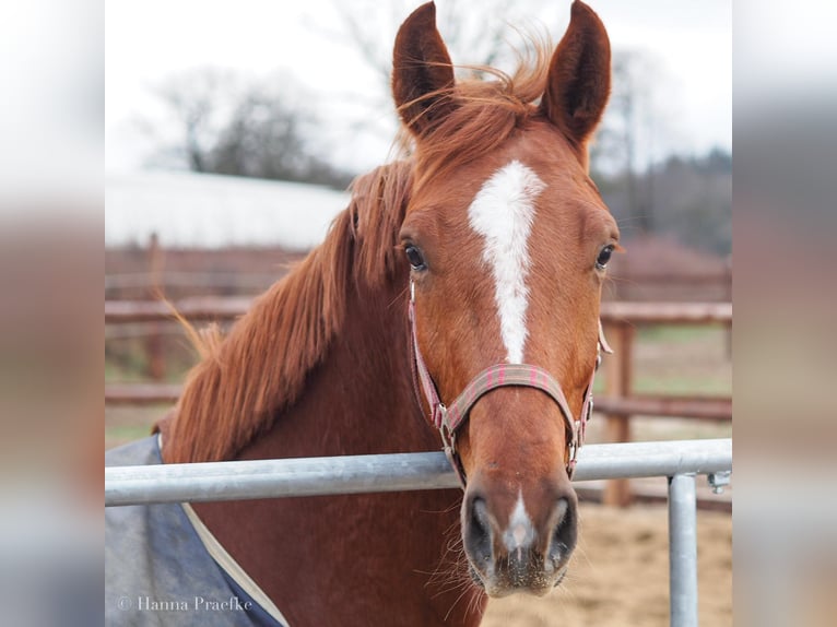 Hanoverian Mare 10 years 16,1 hh Chestnut in Lengenfeld unterm Stein