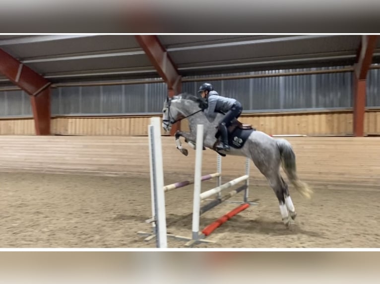 Hanoverian Mare 10 years 16,1 hh Gray in Sigtuna