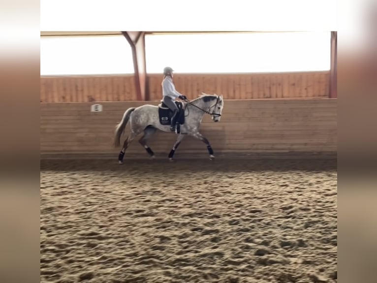 Hanoverian Mare 10 years 16,1 hh Gray in Sigtuna