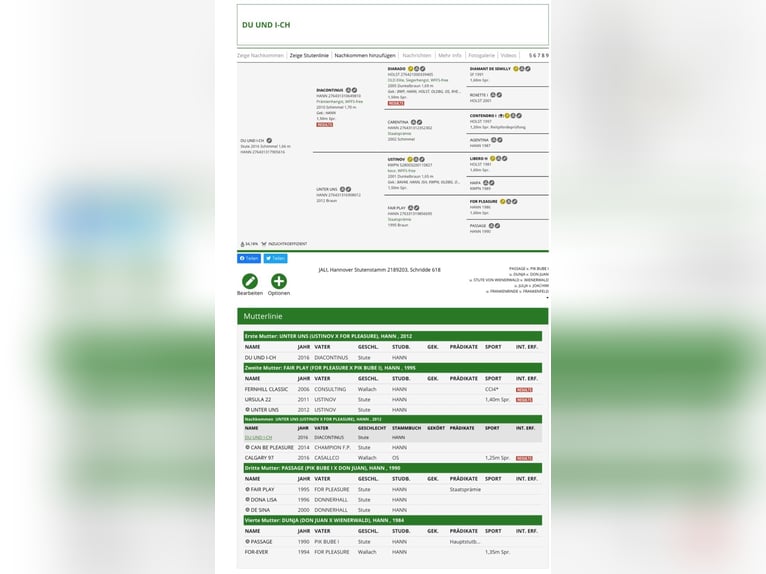 Hanoverian Mare 10 years 16.1 hh Grey in Gronau (Leine)Gronau